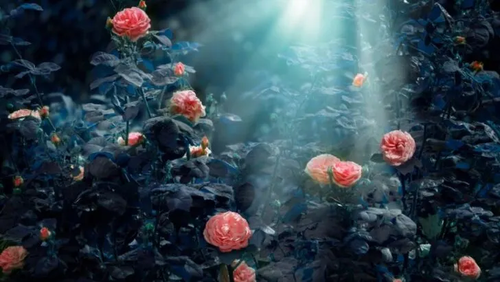 Mysterious flower