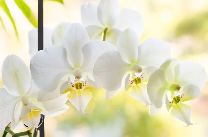 White Egret Orchid