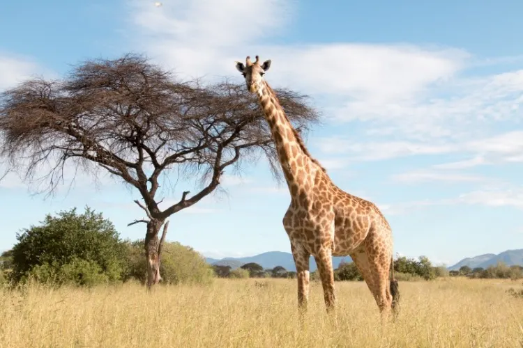 A large giraffe in a Ruaha National Park