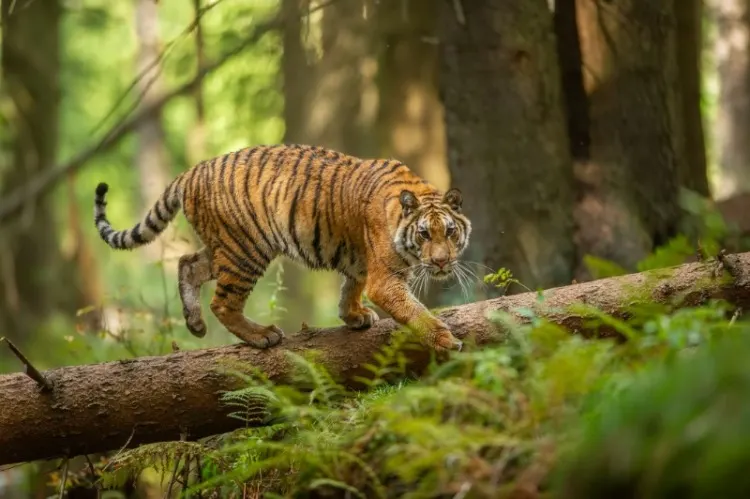 27 Most Beautiful & Majestic Animals in the World 14 Siberian tiger walking on a fallen tree in taiga.