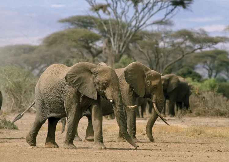 These Are 16 of the Strongest Animals in the World 2 African Elephant Loxodonta Africana, Group in Amboseli Park, Kenya