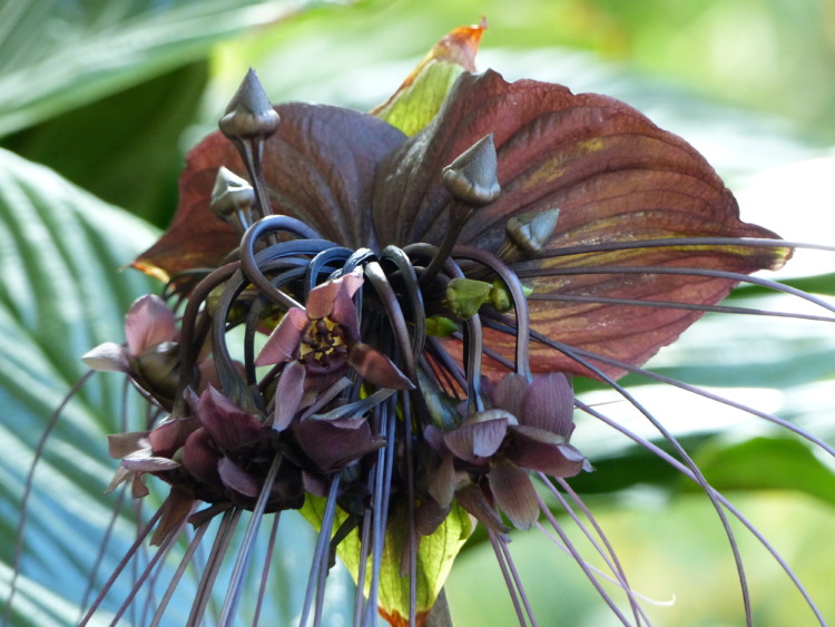 Tacca chantrieri, the black bat flower, is a species of flowering plant in the yam family Dioscoreaceae