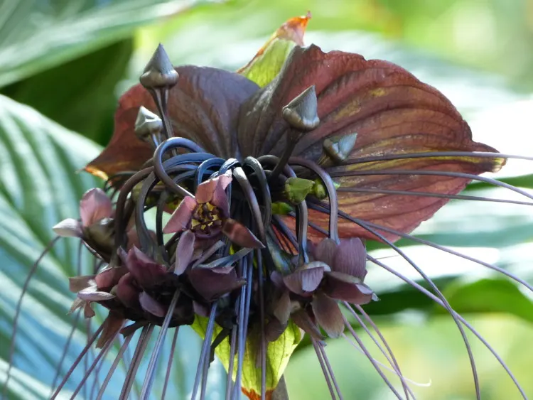 31 Most Mysterious Flowers in the World 3 Tacca chantrieri, the black bat flower, is a species of flowering plant in the yam family Dioscoreaceae