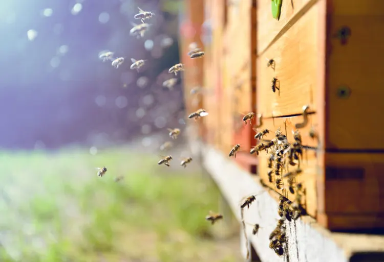Are Insects Animals? Exploring the Truth 4 Bees flying around beehive. Beekeeping concept.