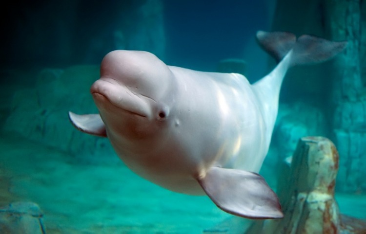 Beluga Whale 