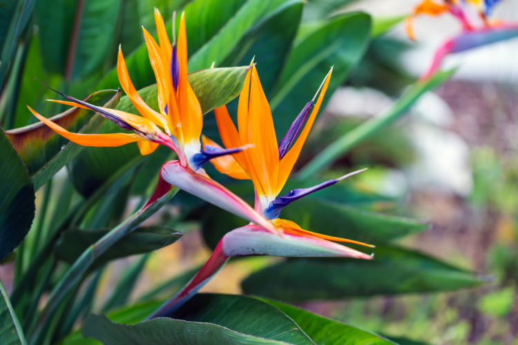 Bird of Paradise Flower in a Nature Garden, Abstract. Macro, shallow depth of field, texture background, flower close-up