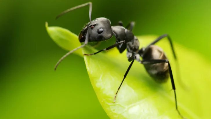 A black ant resting on green leaf