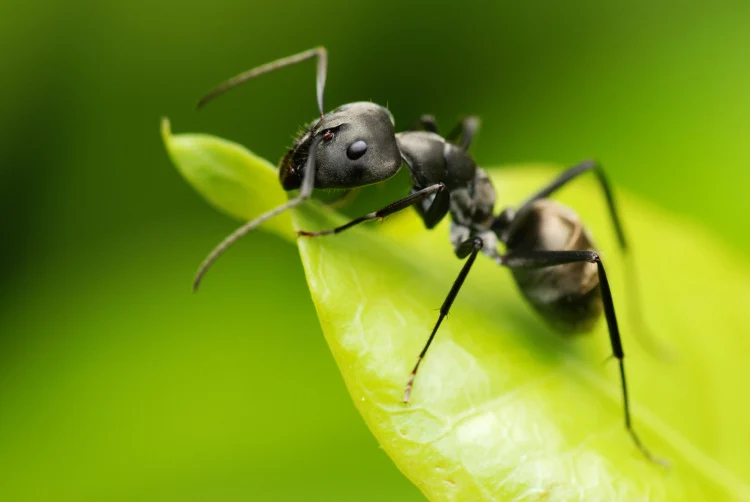 These Are The 13 Most Populated Animals in the World Influencing Climate Change 2 A black ant resting on green leaf