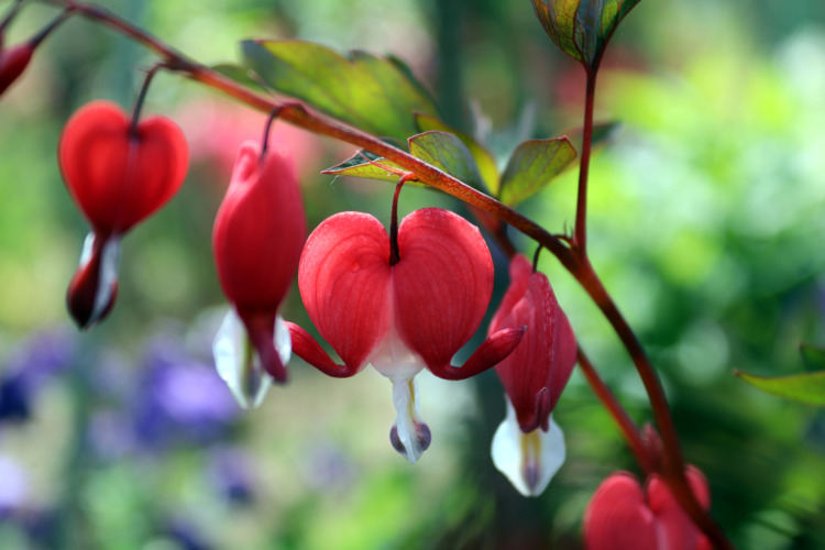 A flower called a bleeding heart. A cute flower in the shape of a heart. It blooms in succession