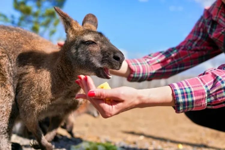 Young woman with kangaroo, feeding the animal some fruit from her hand, closeup detail 