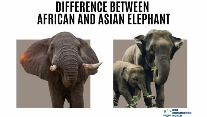 Difference Between African and Asian Elephants: A Comprehensive Comparison