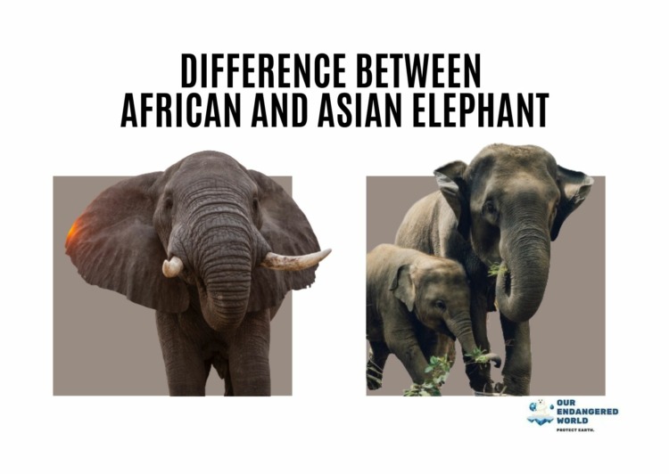 Difference Between African and Asian Elephants A Comprehensive Comparison