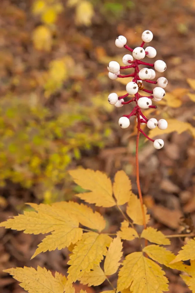 In the loamy moist soils of the autumn forest, the white berries of a baneberry plant rise above its serrated golden leaves.