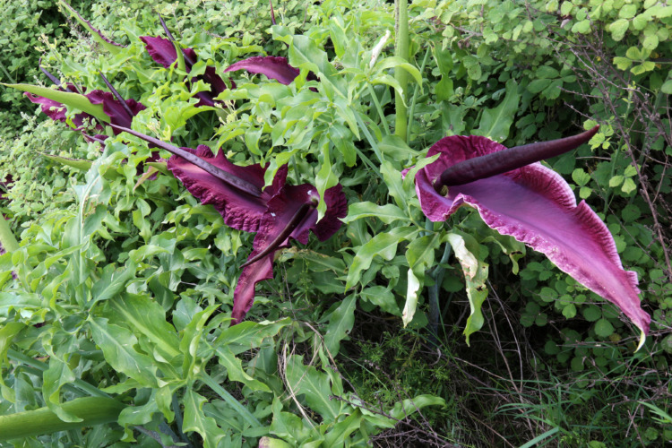 Dracunculus vulgaris, Common Dragon Arum, Araceae. Wild plant shot in spring.