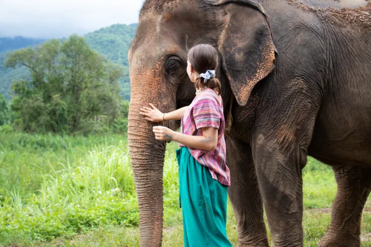 Girl stroking an elephant - North of Chiang Mai, Thailand. A girl is stroking an elephant in a sanctuary for old elephants.