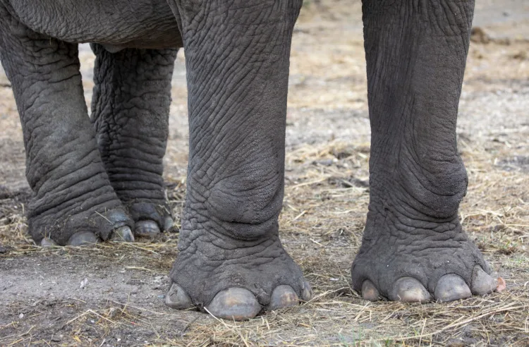 15 Interesting Facts About Elephants 12 Detail of elephant feet outdoor