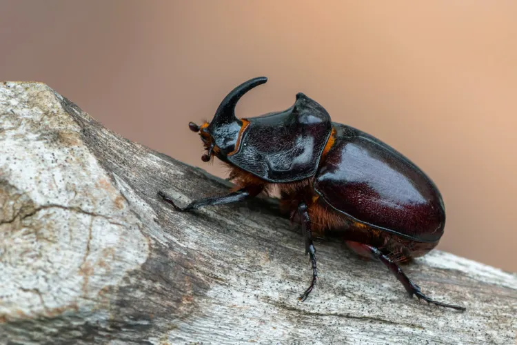 These Are 16 of the Strongest Animals in the World 4 European rhinoceros beetle - Oryctes nasicornis