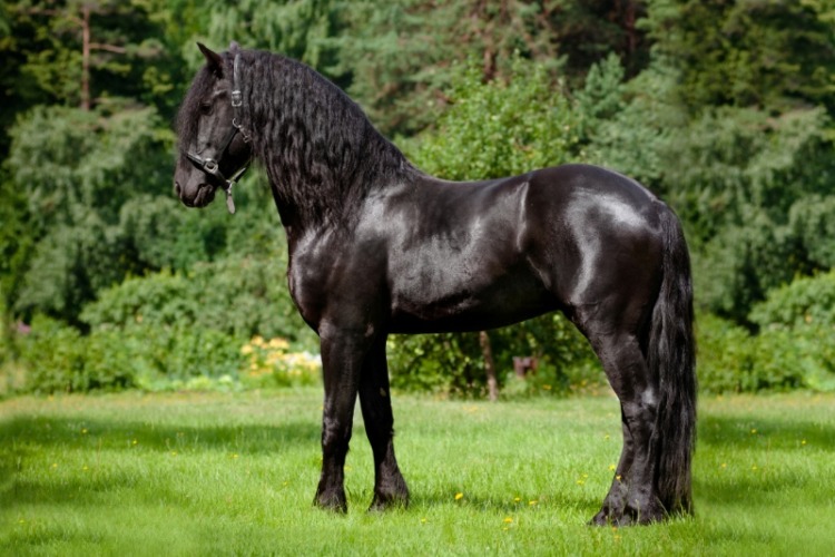 Friesian horse standing outdoors