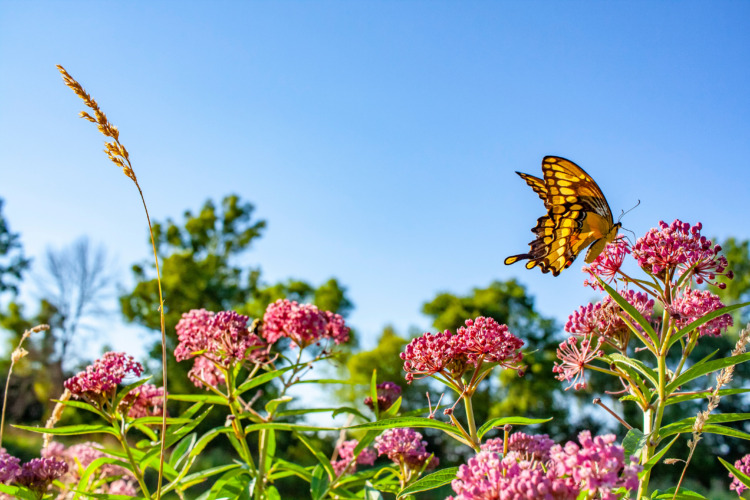 A giant swallowtail butterfly visits marsh milkweed on a bright day with a clear blue sky.