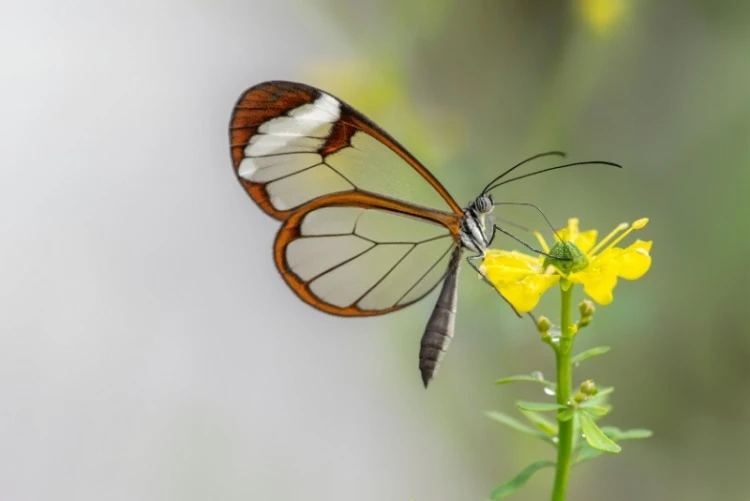 Beautiful Glasswing Butterfly (Greta oto) in a summer garden on a yellow flower 