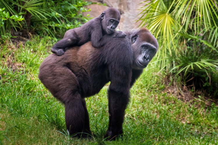 Mom and baby Gorilla