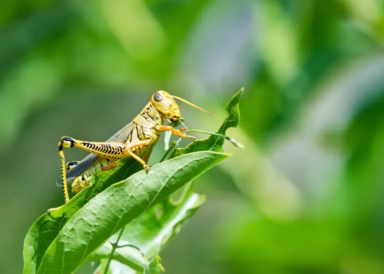 Grasshopper eating and destroying leaves