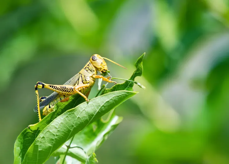 Are Insects Animals? Exploring the Truth 7 Grasshopper eating and destroying leaves