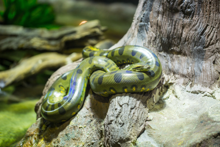 Green anaconda in the jungle