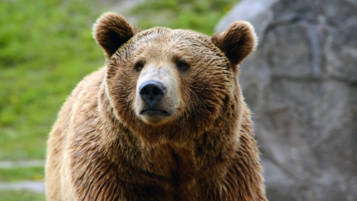 Grizzly bear closeup
