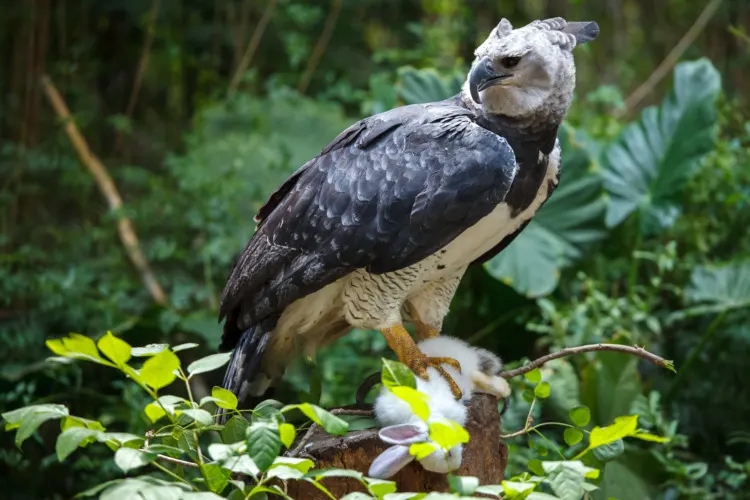 Harpy Eagle ready to eat white bunny