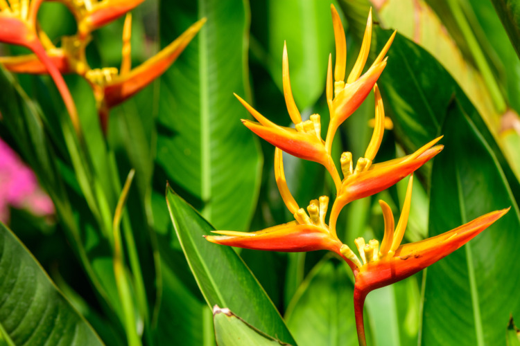 Heliconia psittacorum (parrot's flower) ; A beautiful & colorful bouquet, upright inflorescences, orange and yellow. Consisted by peduncle, Inflorescence bract, cincinal bract, and rachis which zigzag
