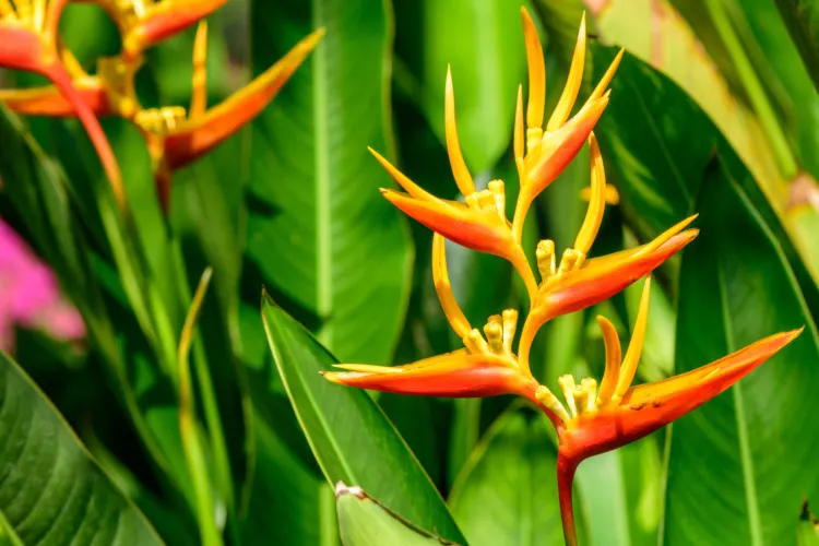 31 Most Mysterious Flowers in the World 10 Heliconia psittacorum (parrot's flower) ; A beautiful & colorful bouquet, upright inflorescences, orange and yellow. Consisted by peduncle, Inflorescence bract, cincinal bract, and rachis which zigzag