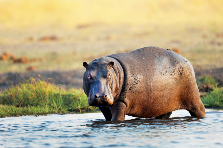 Hippo in the water in Africa 