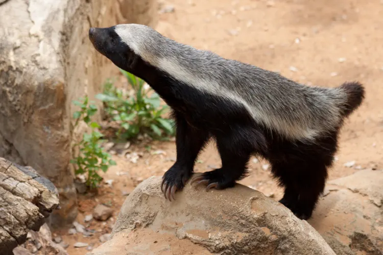 Honey badger standing on a stone