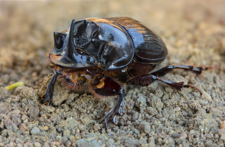 Copris lunaris (Scarabeidae), male, one of the local so called dung beetles.