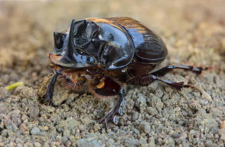 These Are 16 of the Strongest Animals in the World 3 Copris lunaris (Scarabeidae), male, one of the local so called dung beetles.
