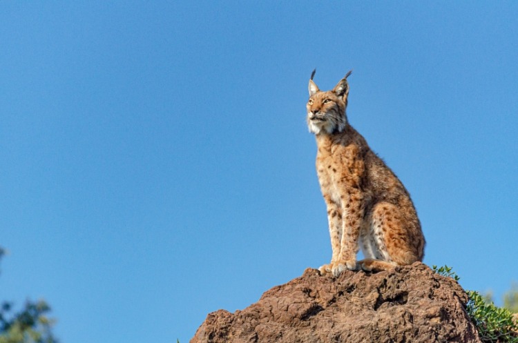 Iberian lynx sitting on a rock in profile