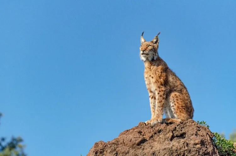 Iberian lynx sitting on a rock in profile