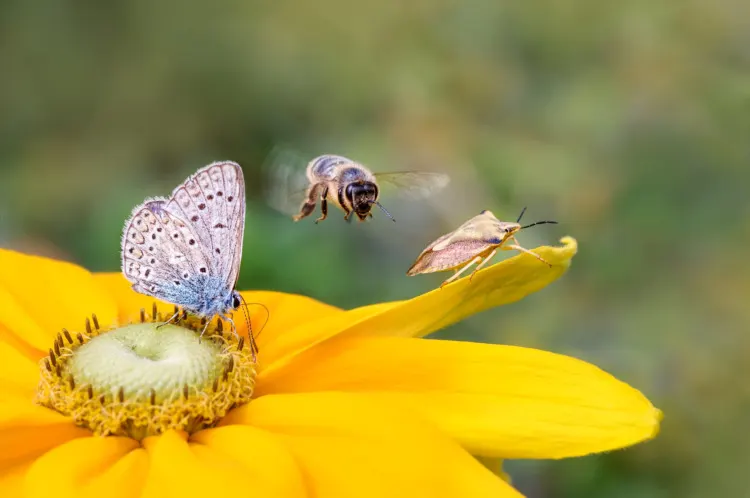 Insect biodiversity on a flower, a butterfly common blue (Polyommatus icarus), a bee (Anthophila) in flight and a shield bug (Carpocoris fuscispinus) on a Rudbeckia