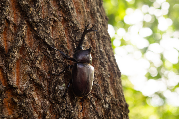 Japanese rhinoceros beetle on a tree 