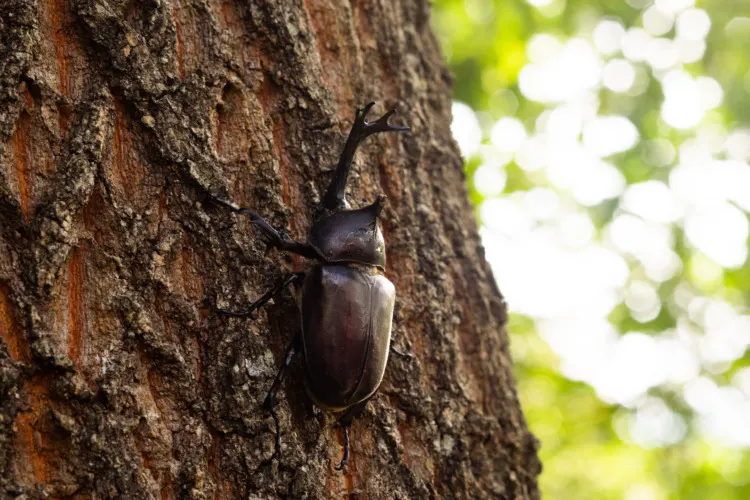 Are Insects Animals? Exploring the Truth 6 Japanese rhinoceros beetle on a tree