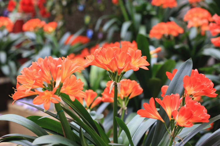 Bush lily(Clivia miniata,Natal lily,Kaffir lily,Fire lily),beautiful yellow with orange flowers blooming in the garden in spring