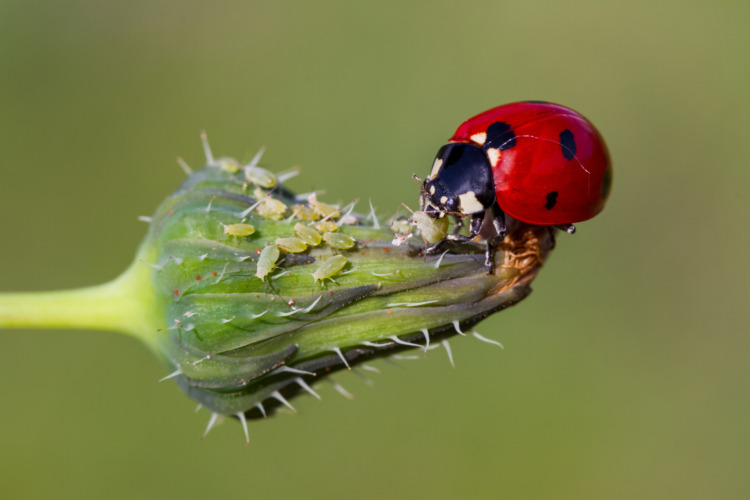 Ladybug is eating aphids 