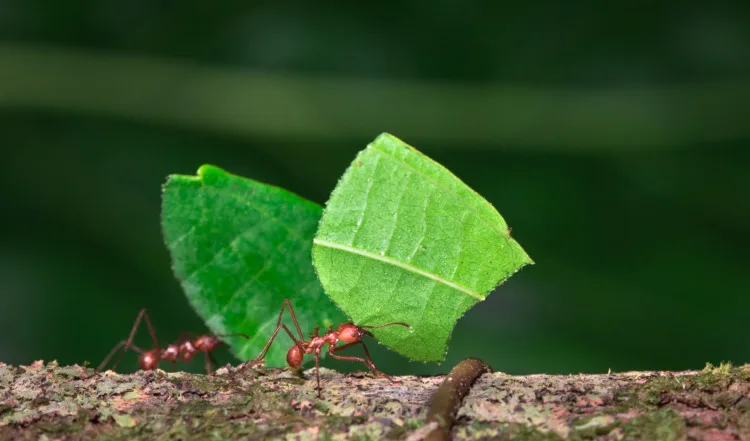 These Are 16 of the Strongest Animals in the World 13 Leaf-cutter ant (Atta sp.) near Puerto Viejo de Sarapiqui, Costa Rica.