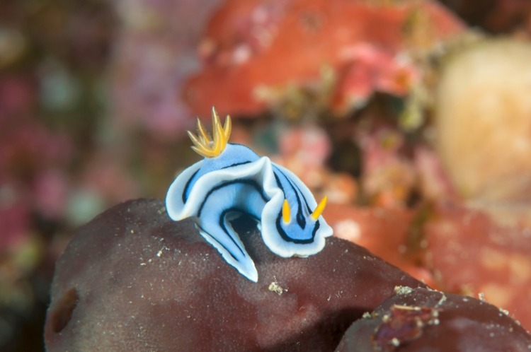 Macro of a Chromodoris lochi nudibranch, common name Loch's chromodoris crawls across the coral bed of Bali, Indonesia