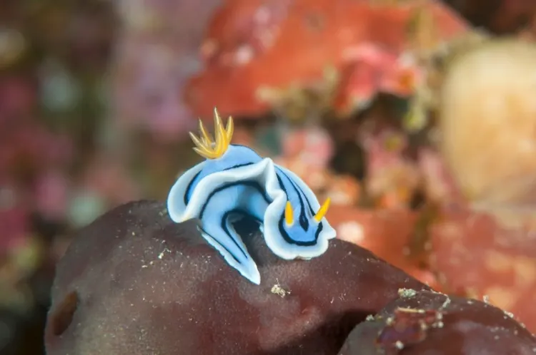 27 Most Beautiful & Majestic Animals in the World 27 Macro of a Chromodoris lochi nudibranch, common name Loch's chromodoris crawls across the coral bed of Bali, Indonesia