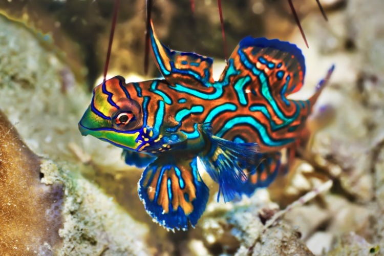 Tropical fish Mandarinfish 