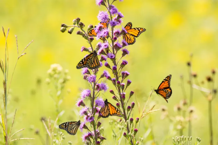 Monarch Butterflies feeding on Tall Blazing Star