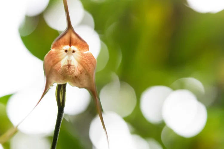 31 Most Mysterious Flowers in the World 7 Monkey Orchid (Looks Like a Monkey’s Face)