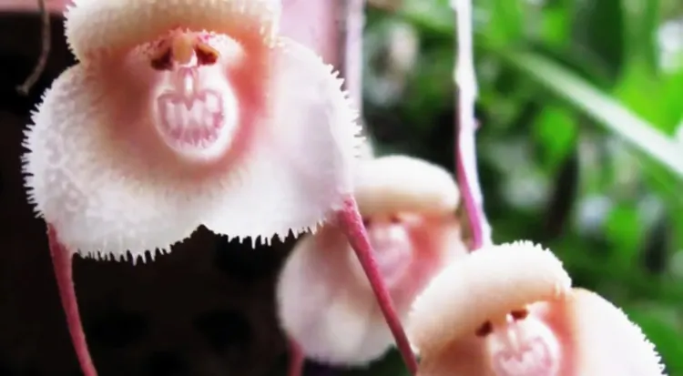 31 Most Mysterious Flowers in the World 11 Exotic dracula flower, Monkey Orchid